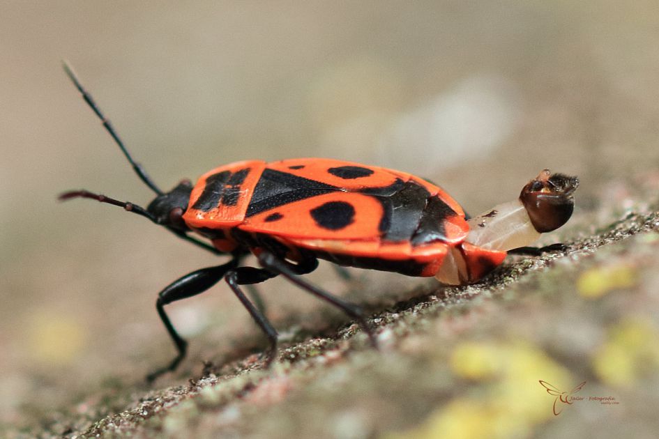 Wat draagt deze vuurwants met zich mee?