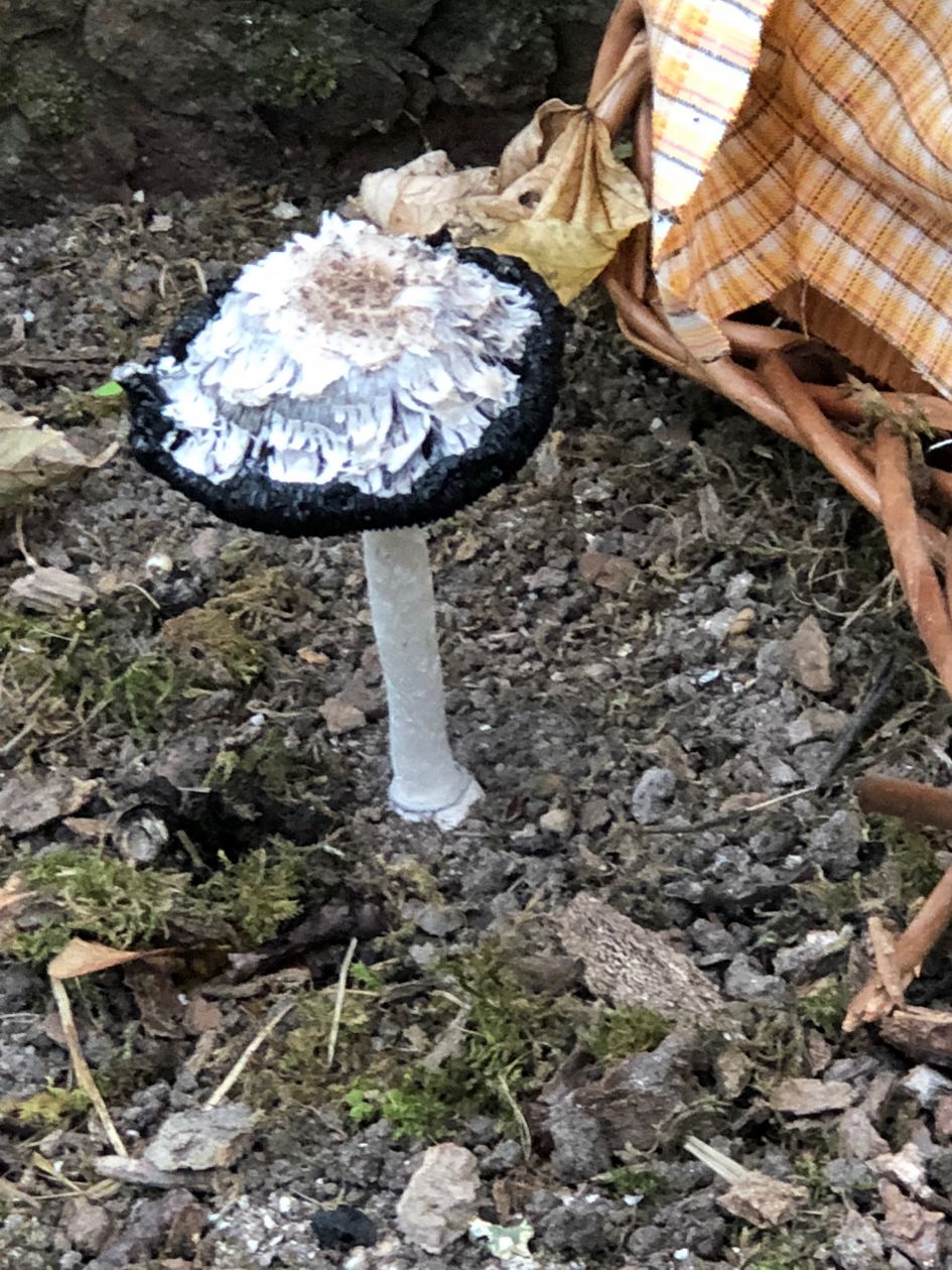 Welke paddestoel is dit?