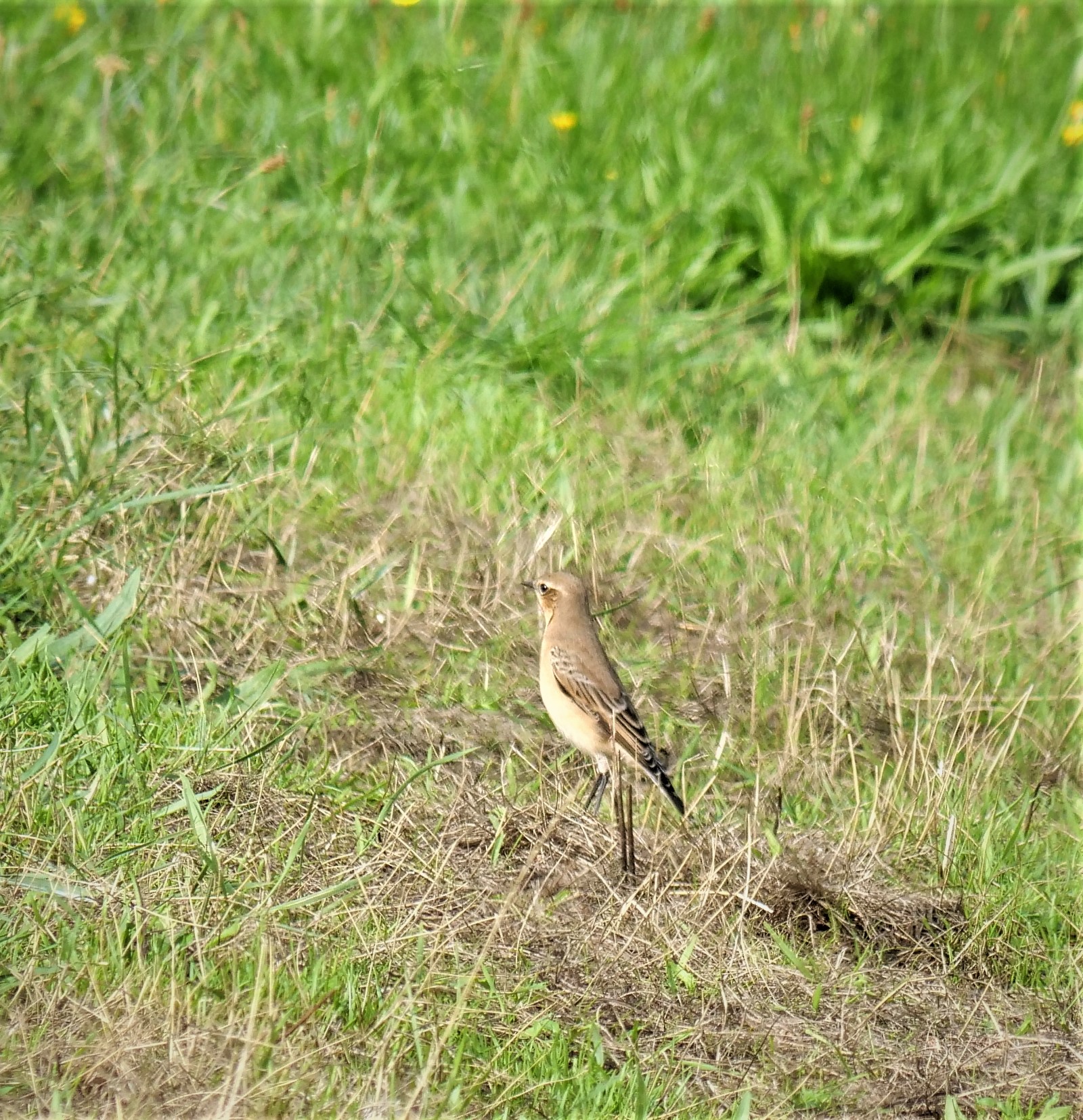 Is dit een Duinpieper?