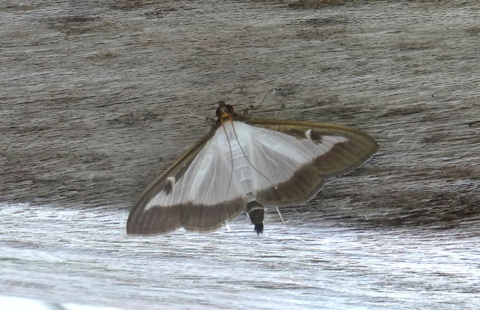 welke schoonheid is dit?