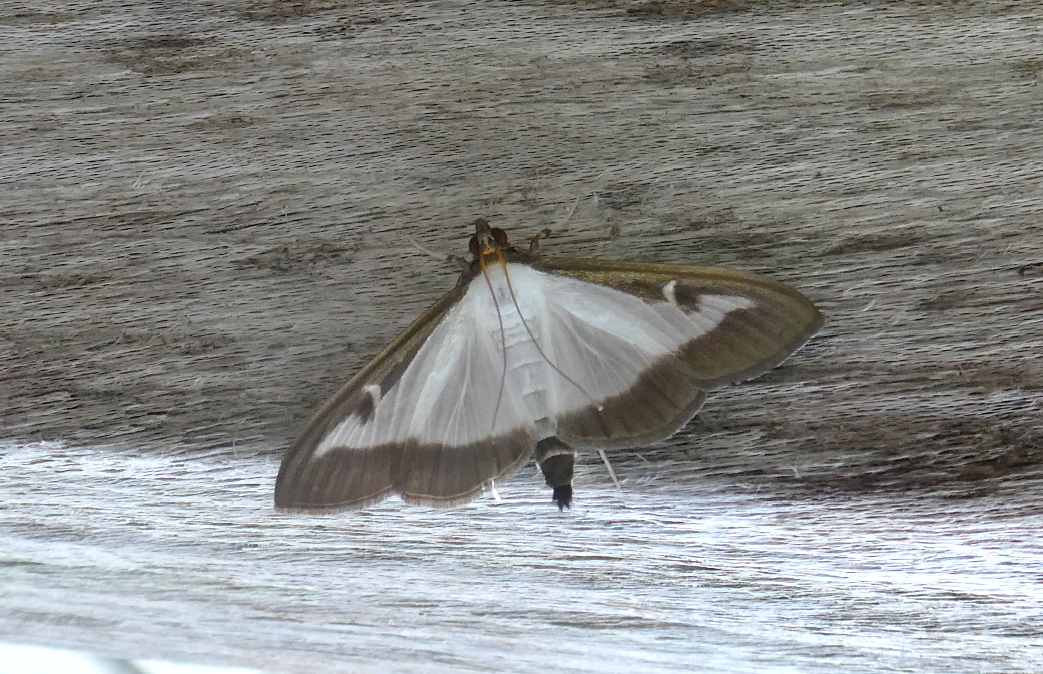 welke schoonheid is dit?