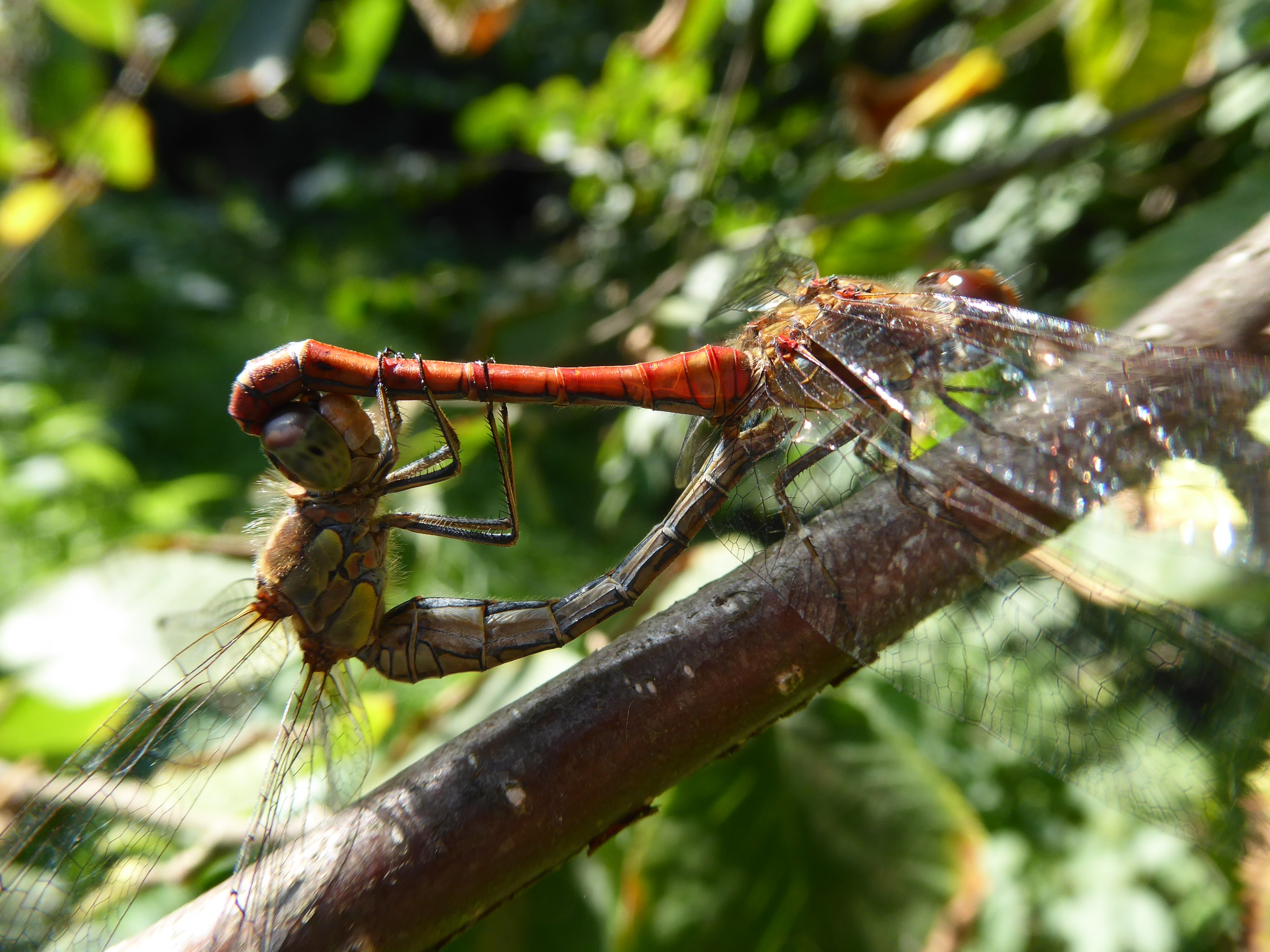 bruinrode heidelibel ?