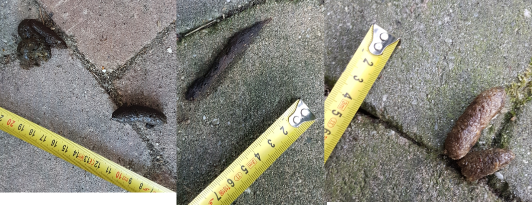 van wie is deze poep?