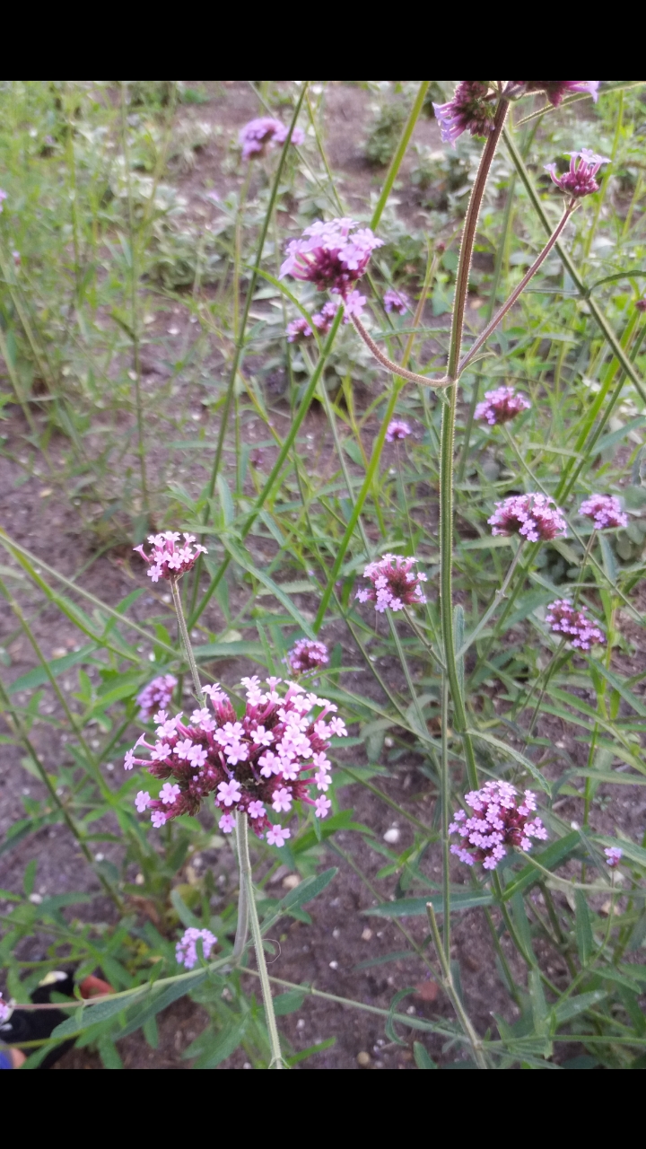 Hoe heet deze plant?