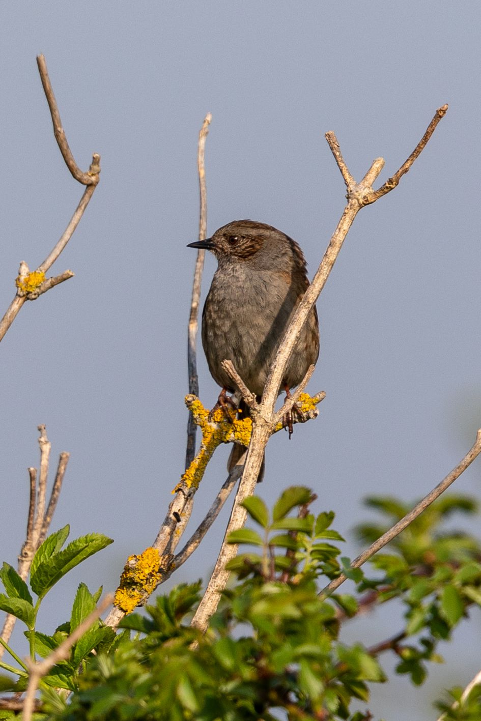 Wat is dit voor vogel?