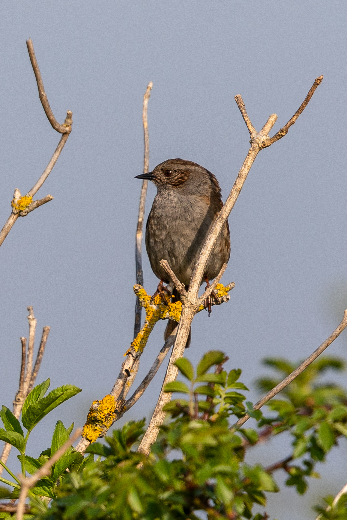 Wat is dit voor vogel?