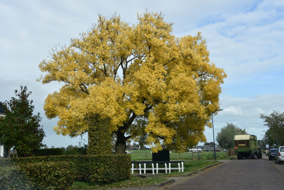 Is dit een es?