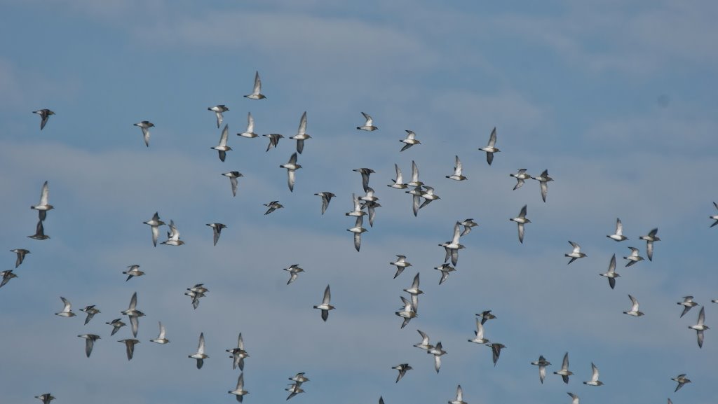Welke vogels zijn dit