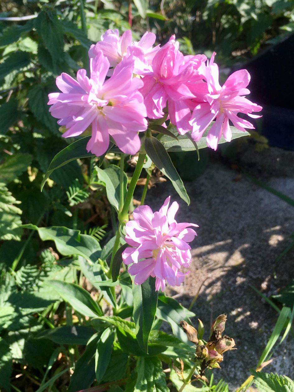 Welke plant zou dit zijn?