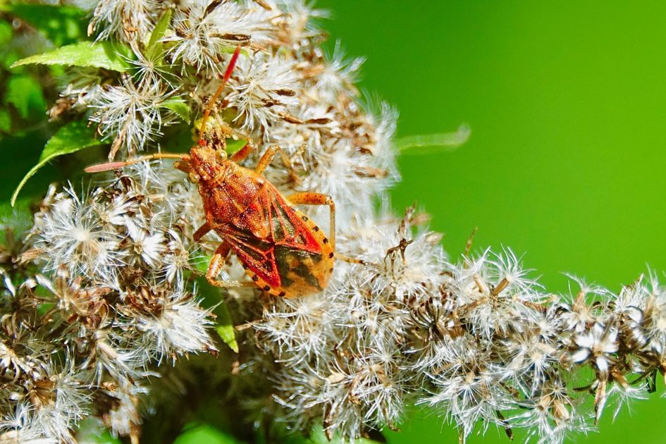 Weke wants kan dit zijn?