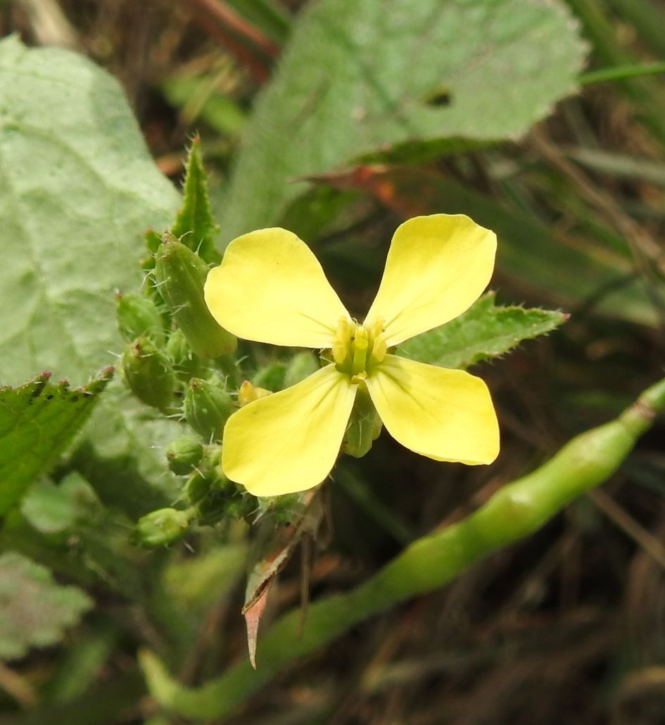 Wie kent deze plant?