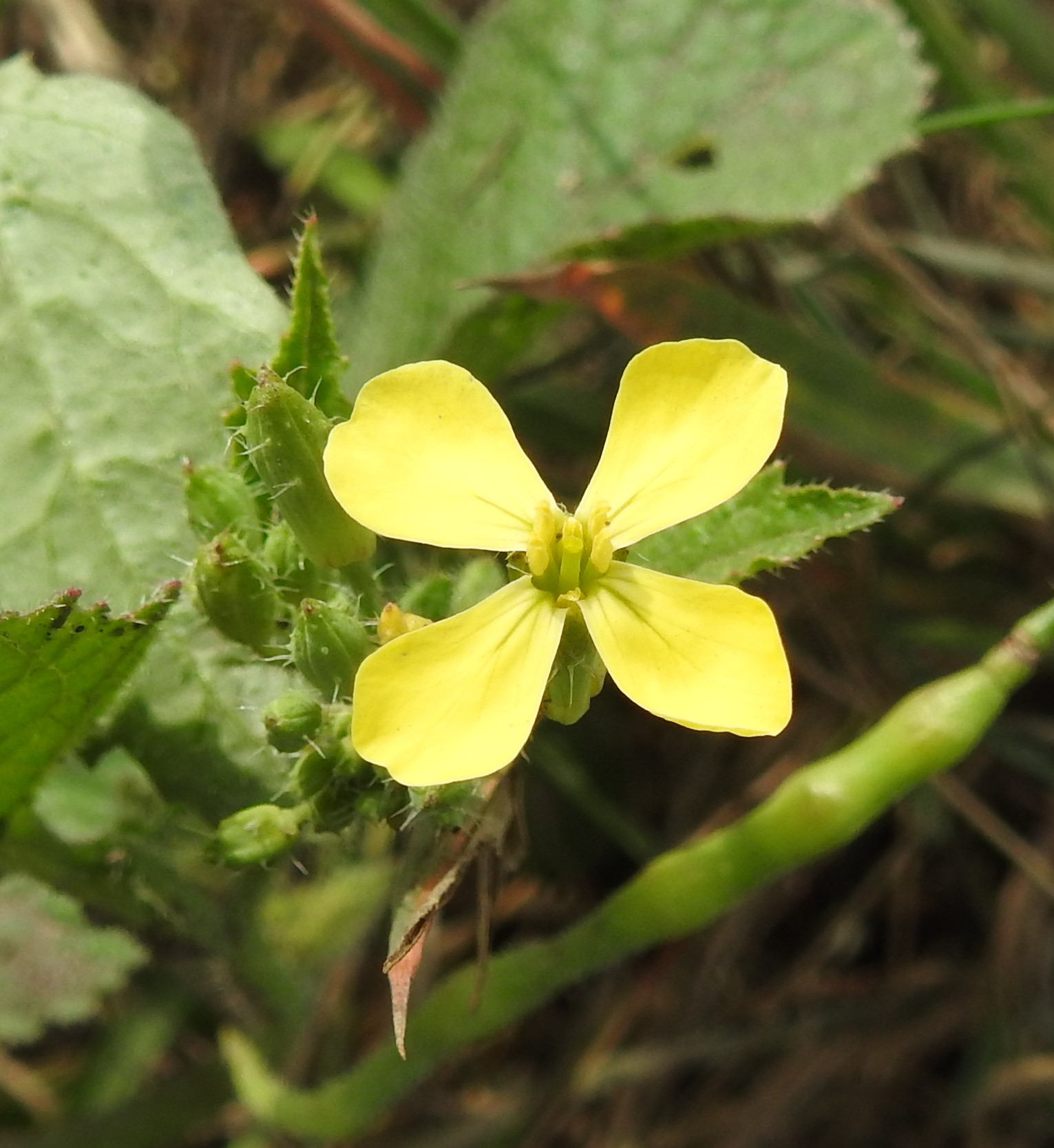Wie kent deze plant?
