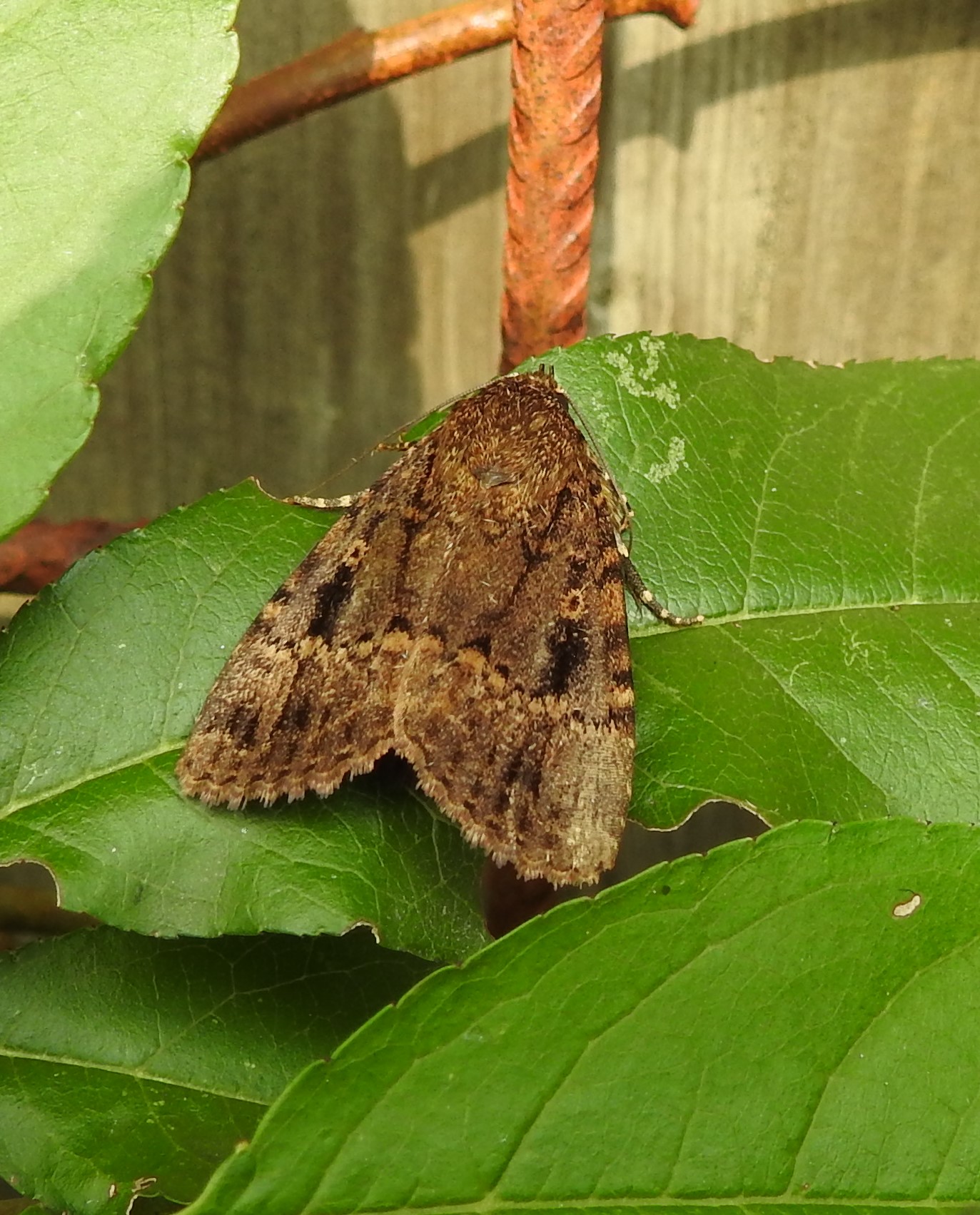 Welke nachtvinder is dit?