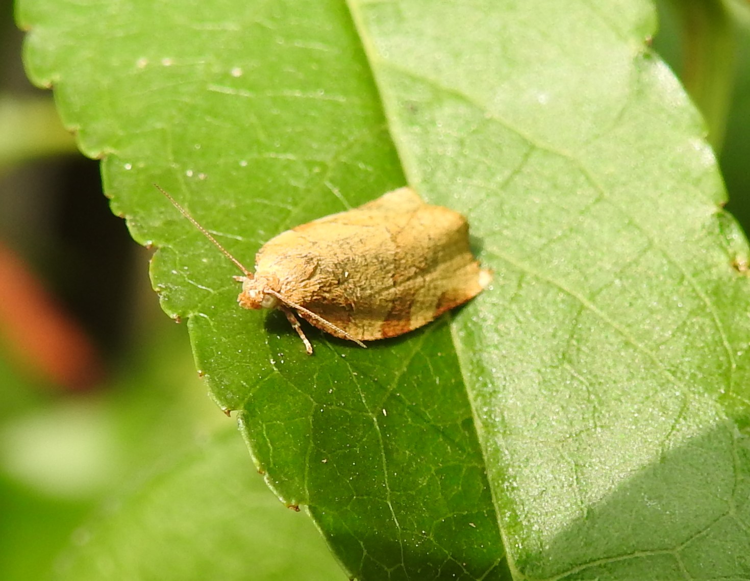 Welke nachtvinder is dit?