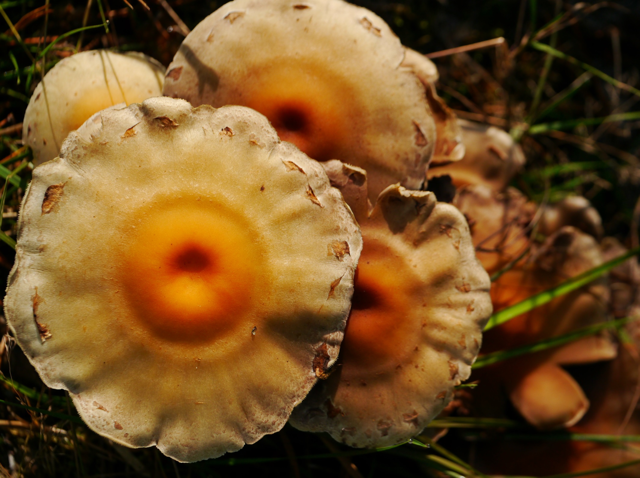 Welke paddenstoel is dit?