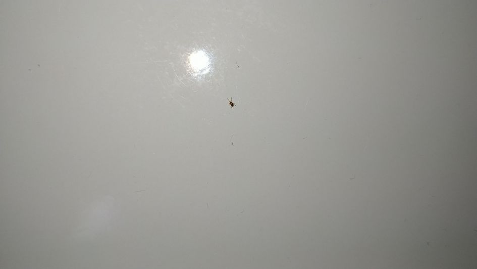 Wat voor mijt is dit?