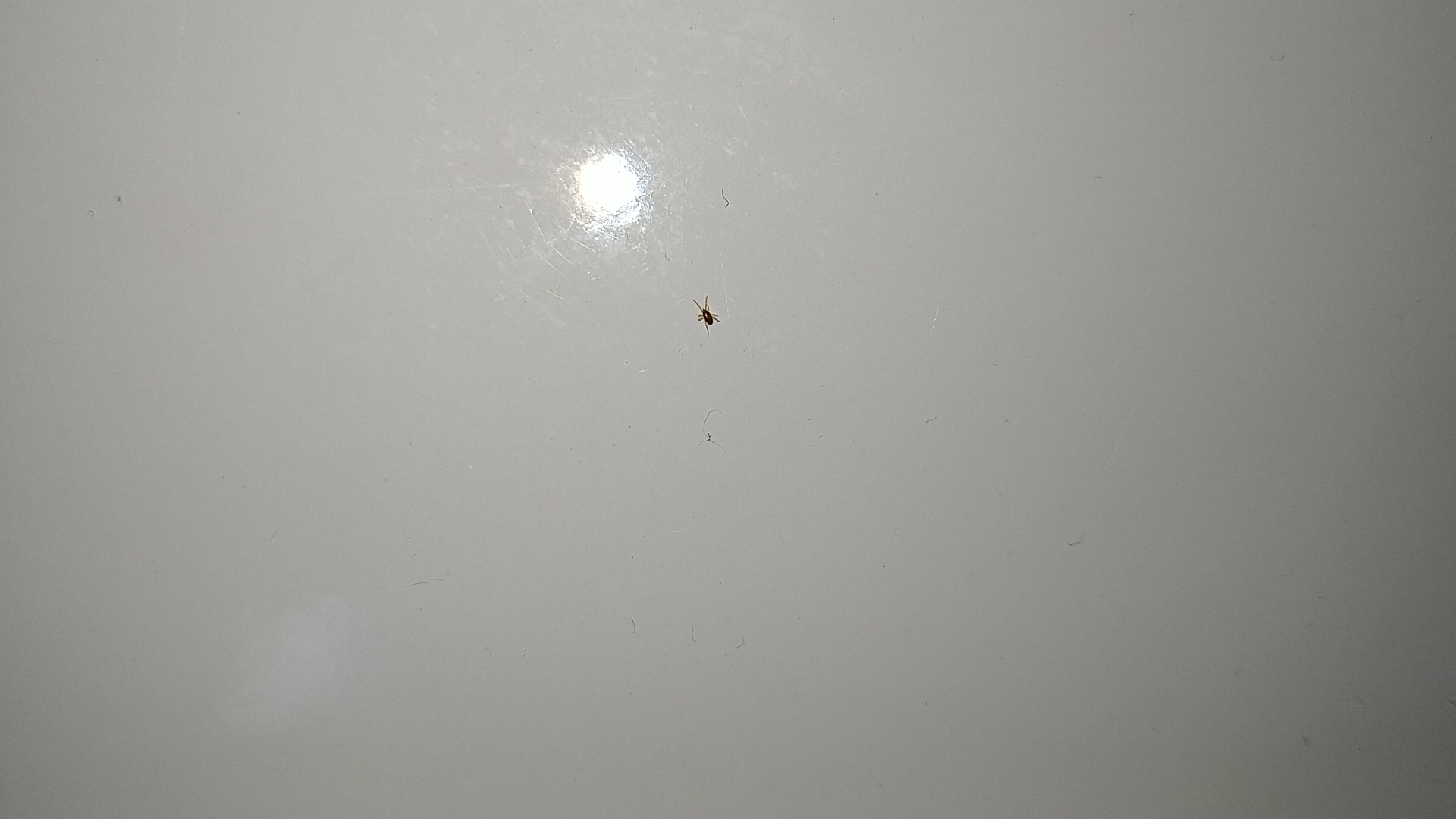 Wat voor mijt is dit?