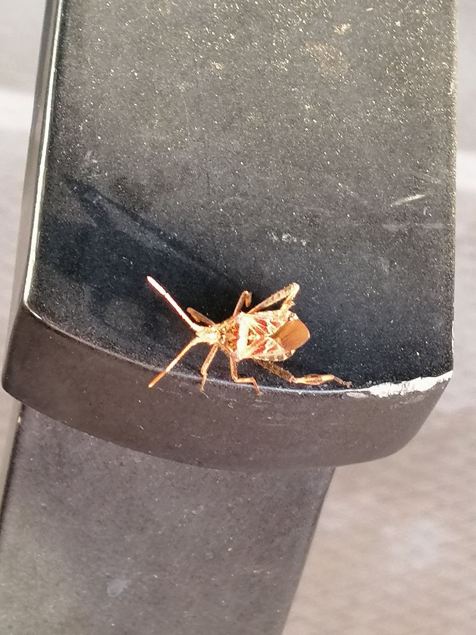 sprinkhaan of een krekel