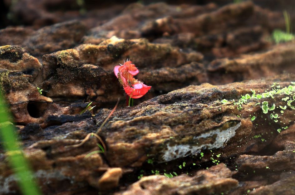 wat voor plantje is dit?