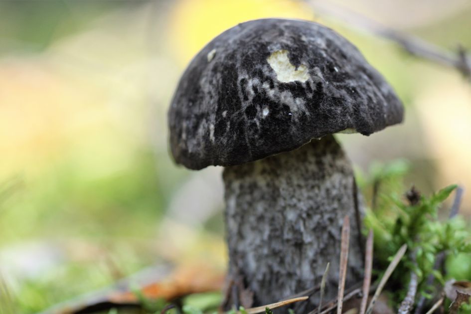 Welke paddenstoel is dit?