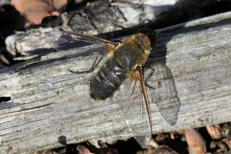 Het leek meer op een wolzwever?