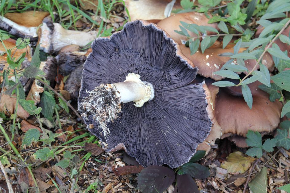 welke zwam is dit? (2)