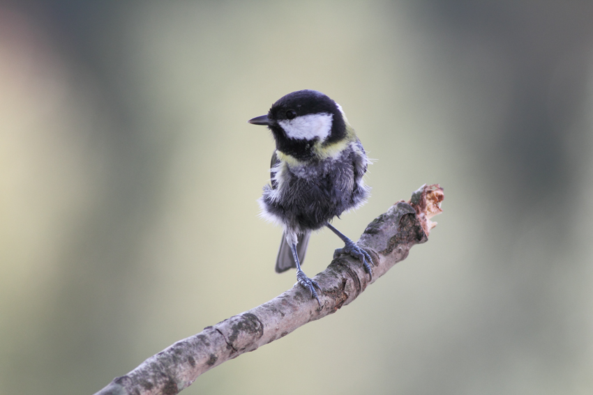 Koolmees zonderbuikveertjes?