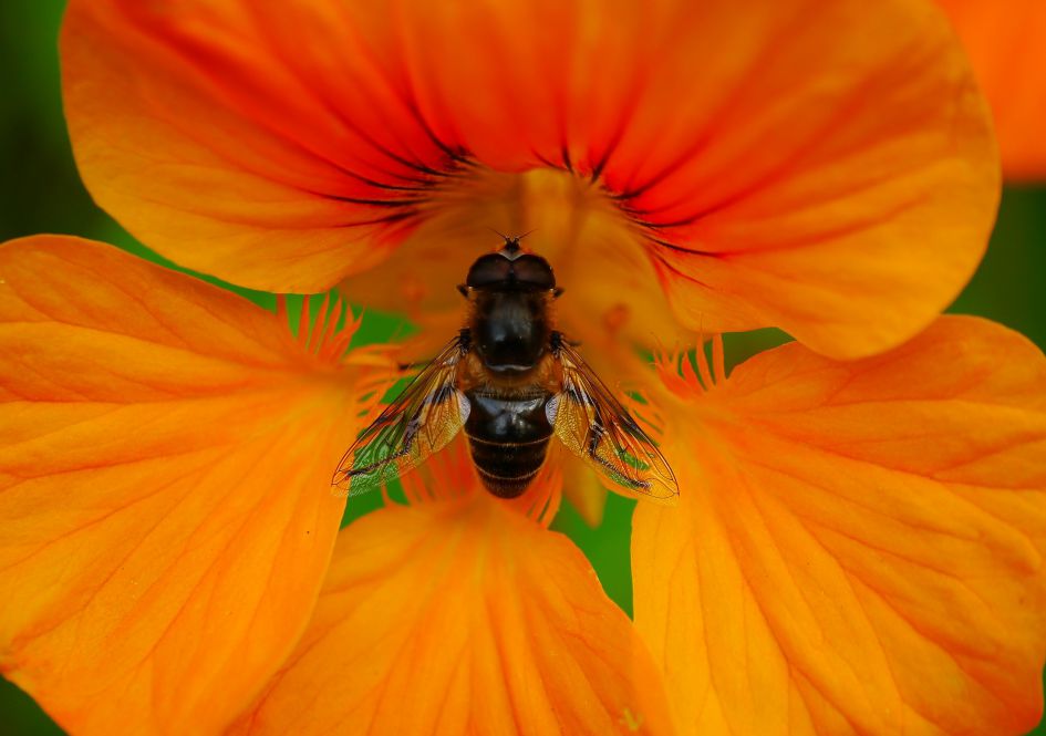 Welke naam hoort bij deze bruine zweefvlieg?
