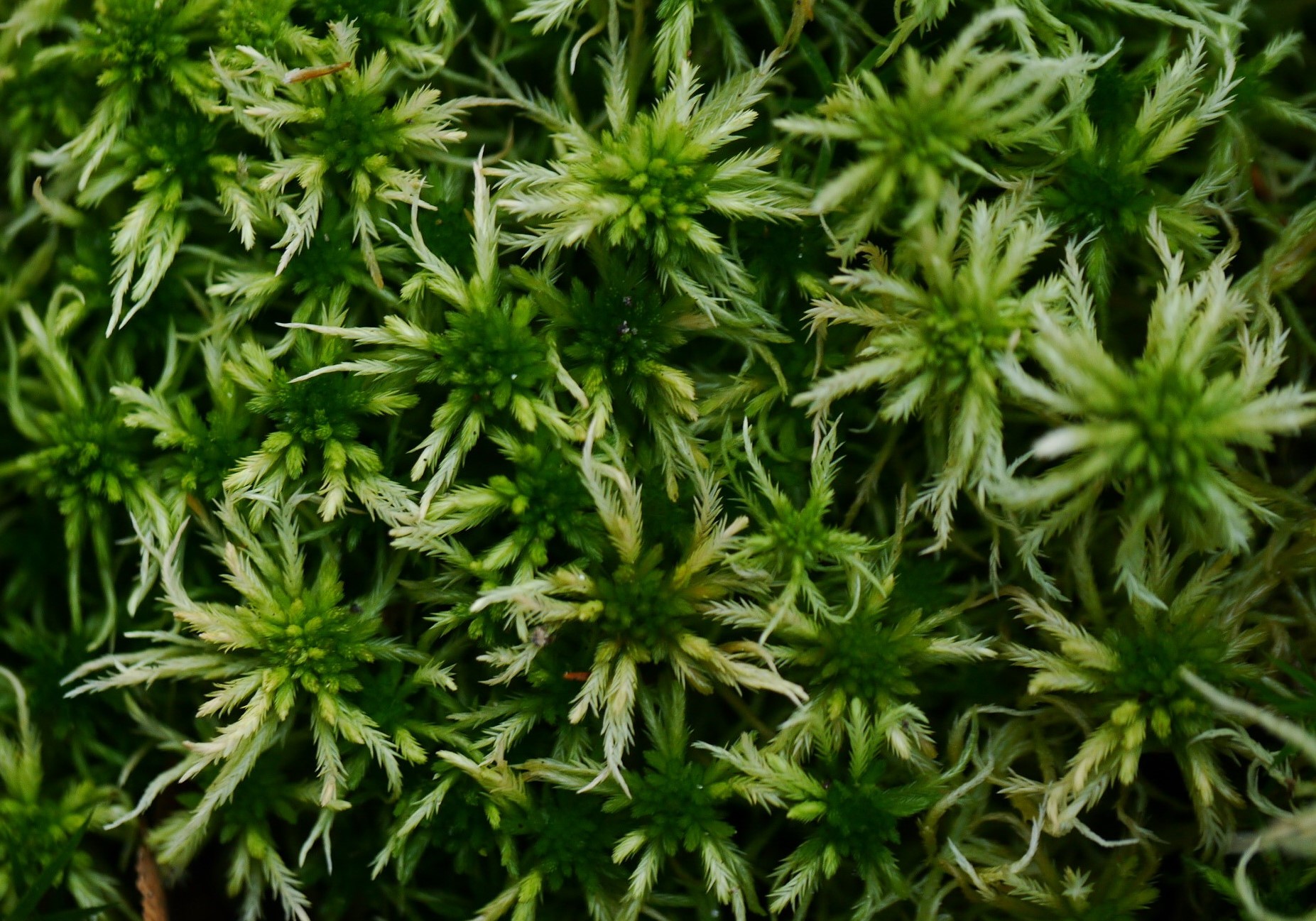 Welke mossoort is dit?