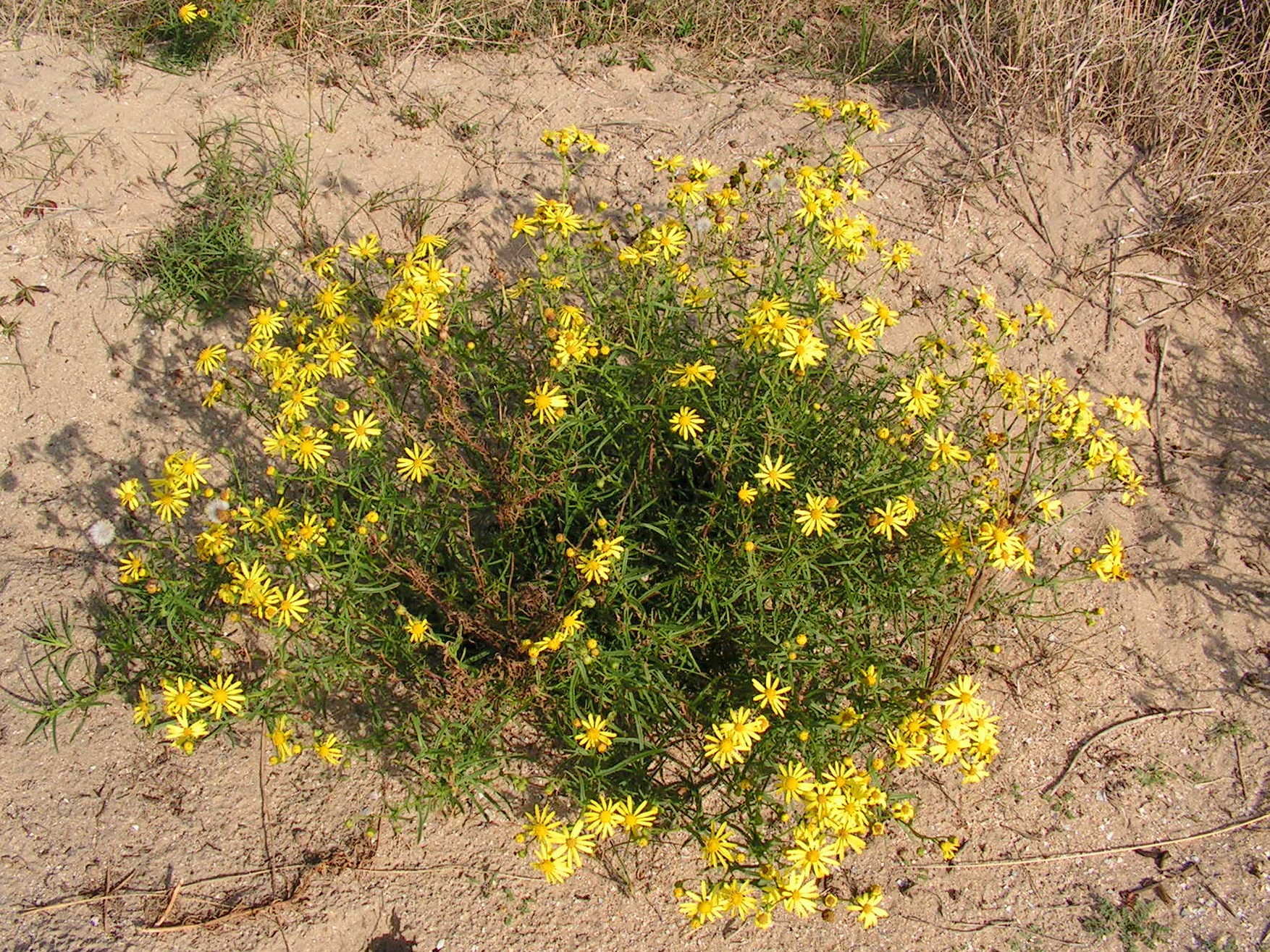 WELKE PLANT IS DIT ?