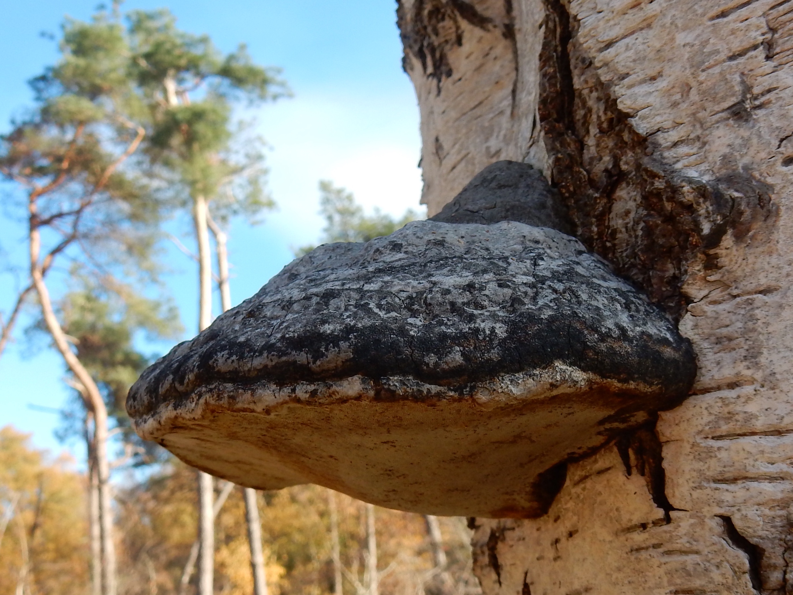 Zou dit een Echte vuurzwam / Phellinus igniarius kunnen zijn?