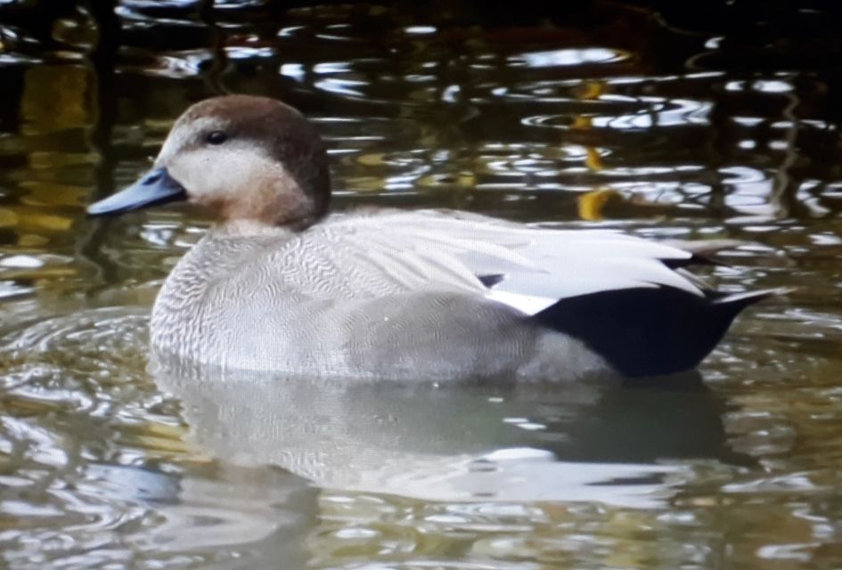 Welke eendensoort is dit?