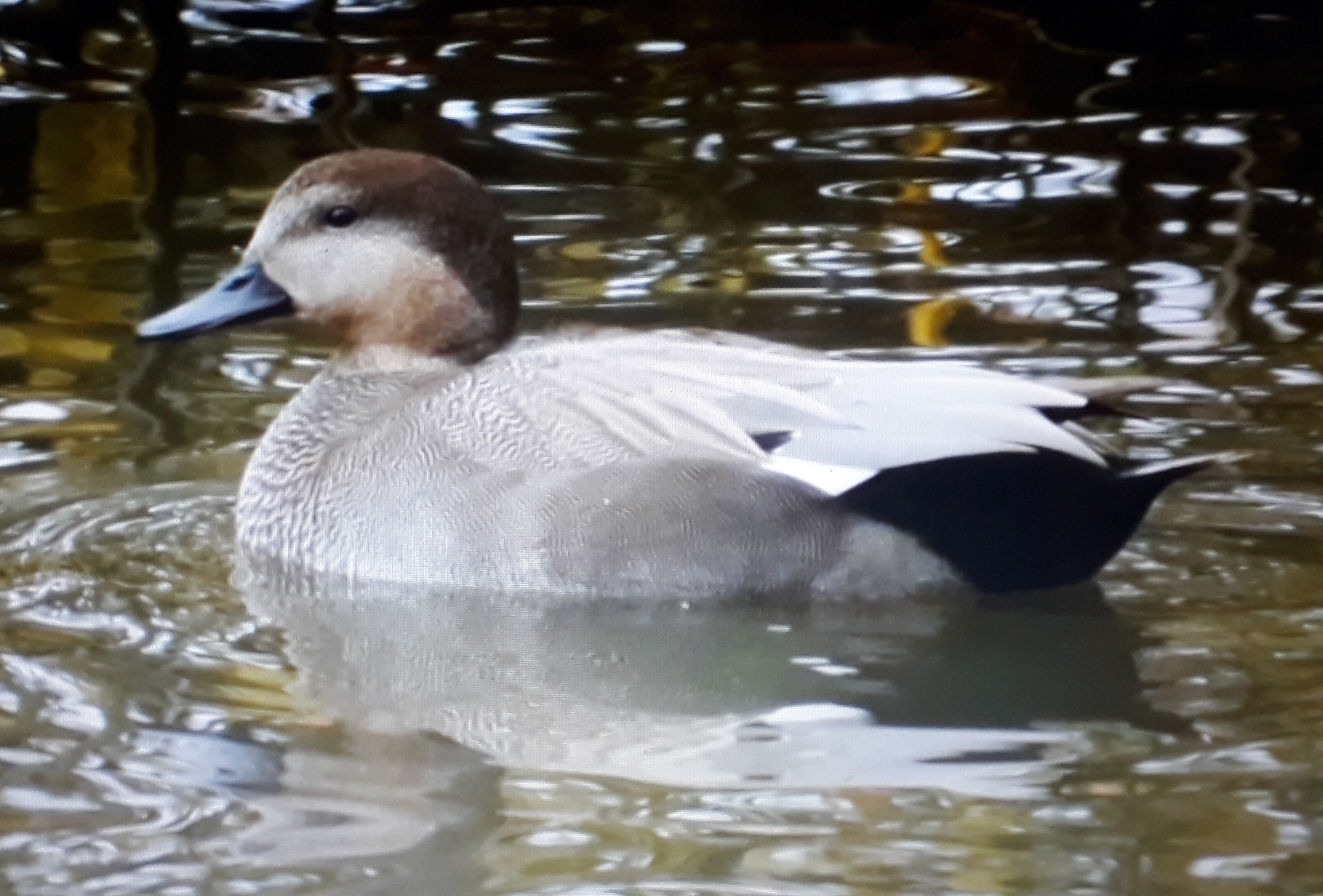 Welke eendensoort is dit?