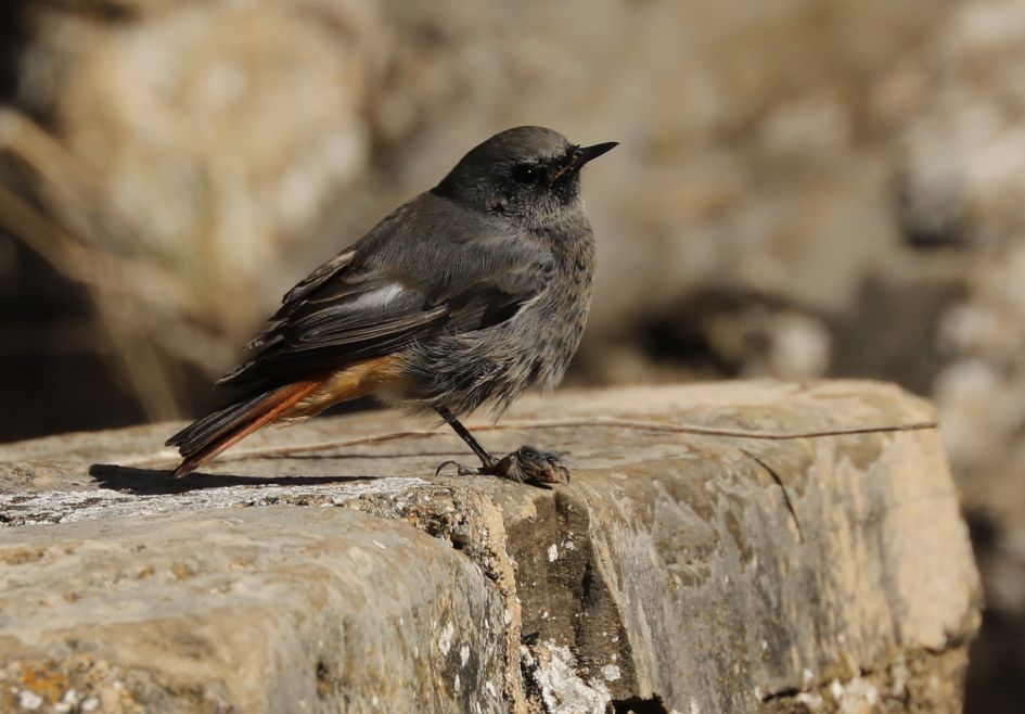 zwarte roodstaart met afwijking aan de poten