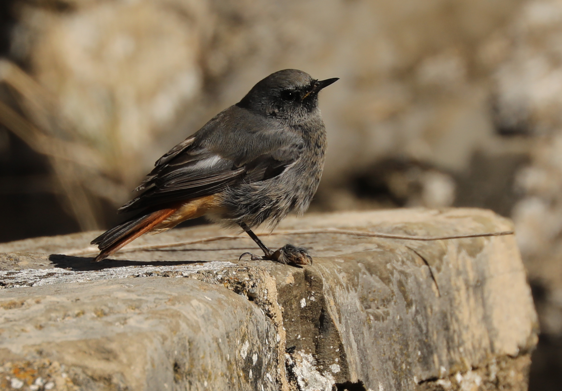 zwarte roodstaart met afwijking aan de poten