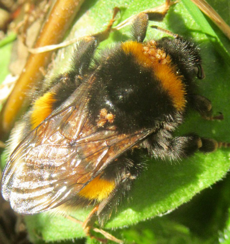 Zieke hommel