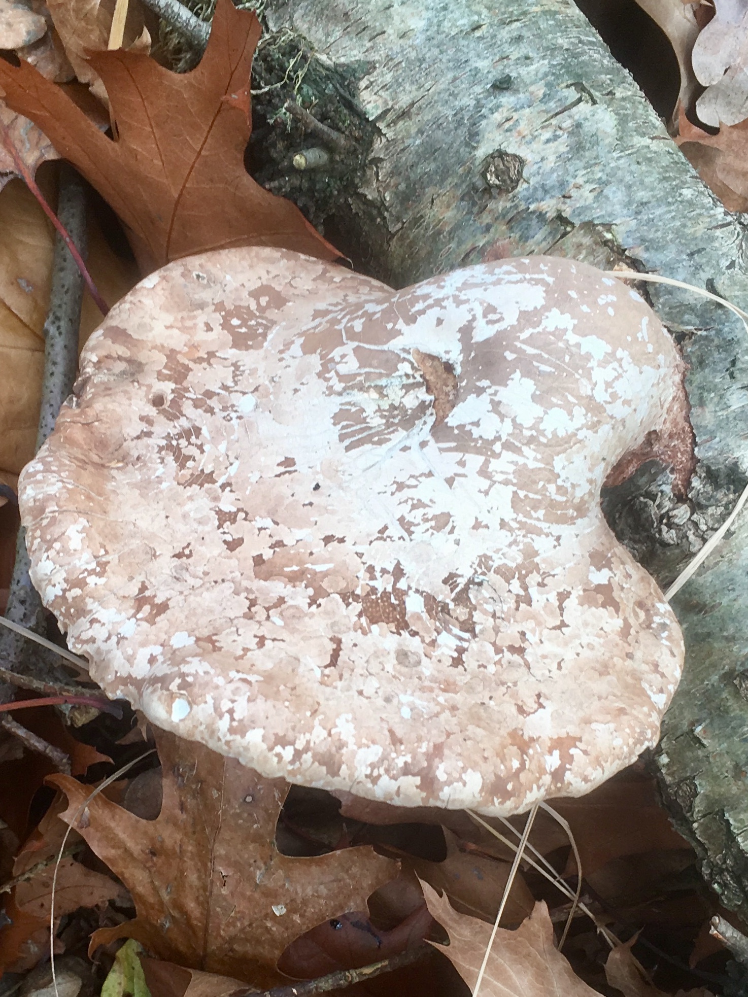Weer een onbekende hout/boomzwam