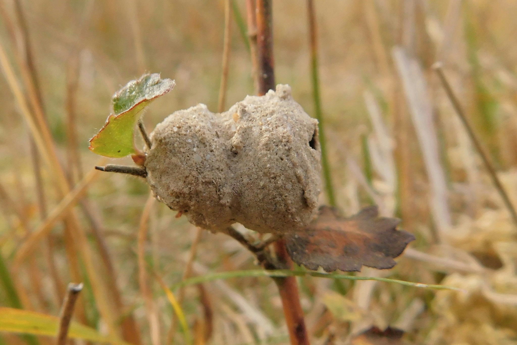 Is het dan een cocon ?