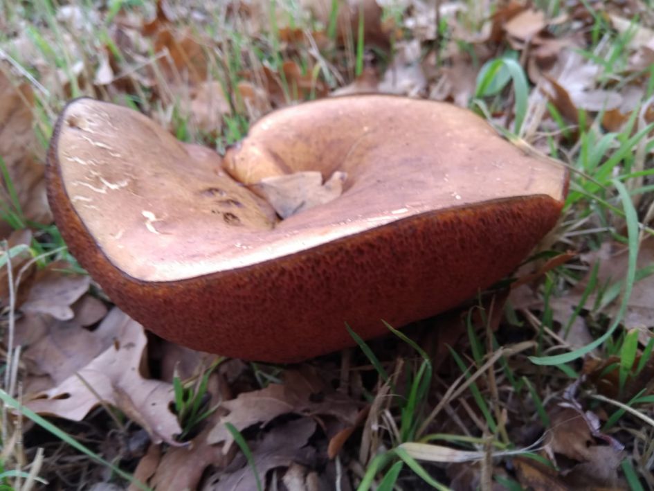 Is dit een boleet en welke?