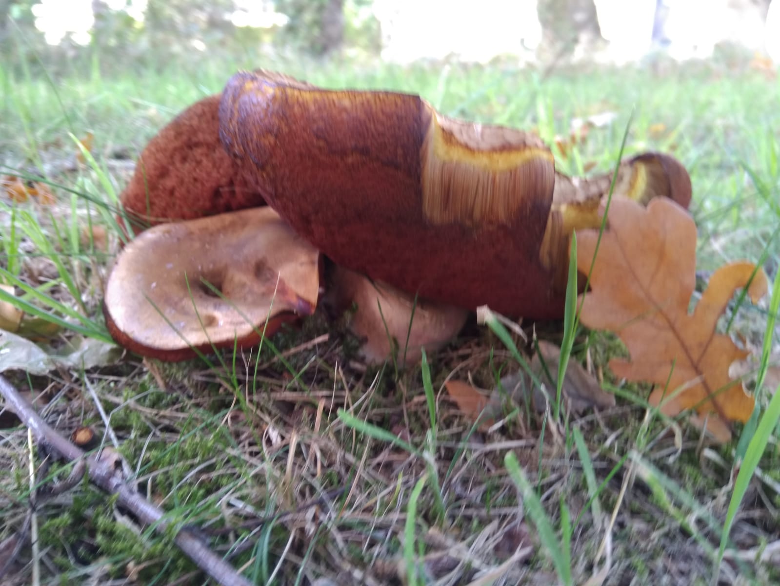 Nog een foto van de mogelijke boleet