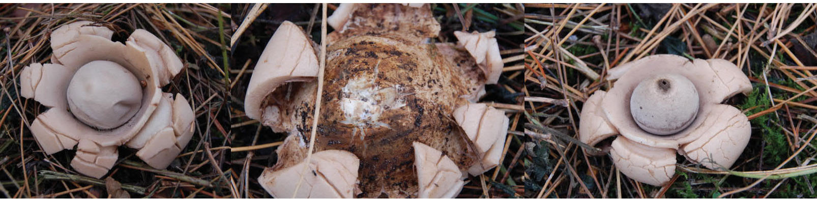 Welke aardster is dit?