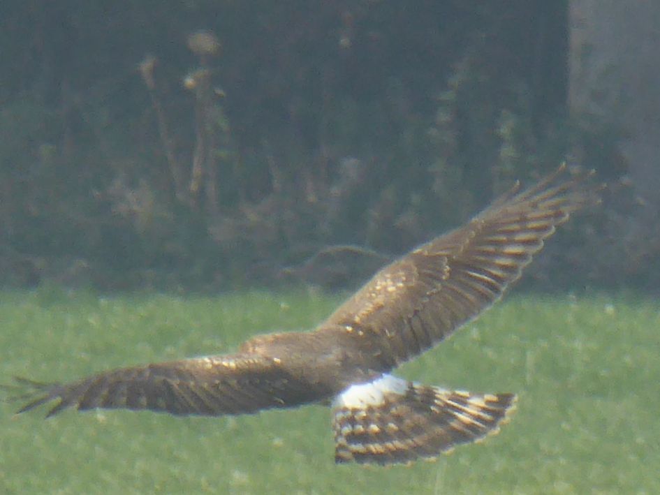 Welke roofvogel is dit?