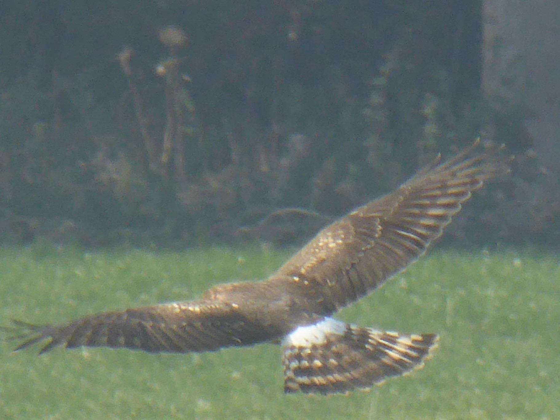 Welke roofvogel is dit?