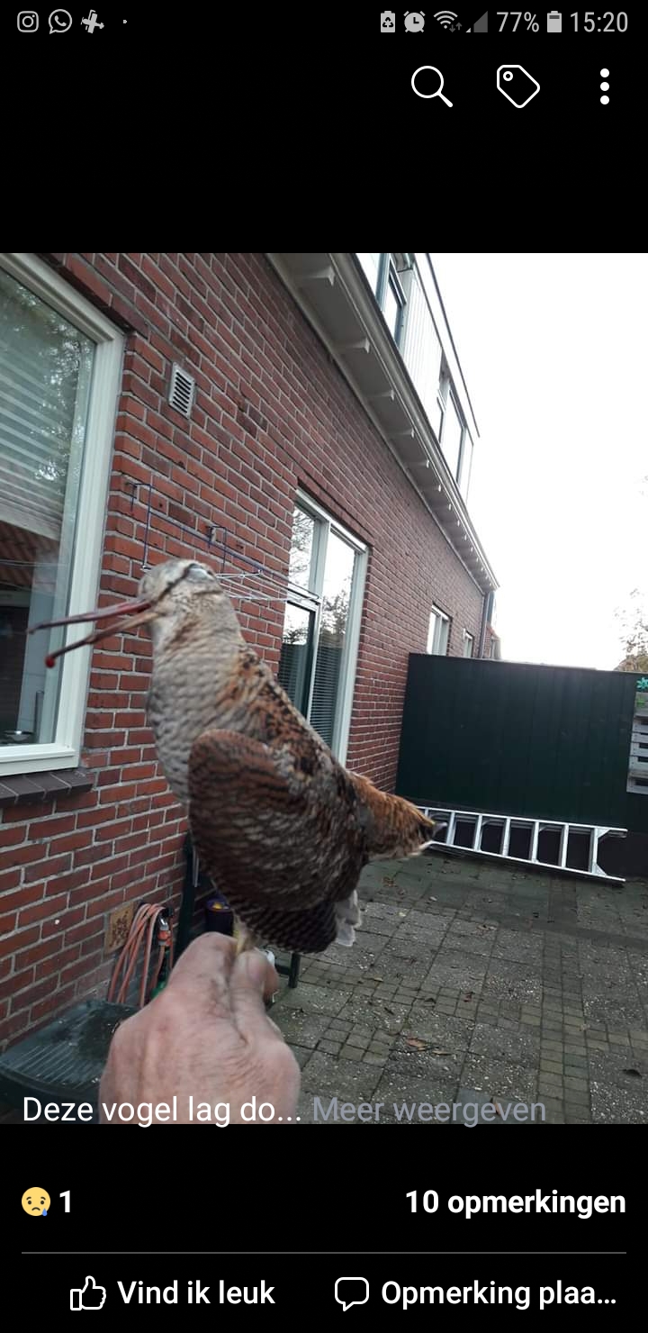 Welke vogel is dit?
