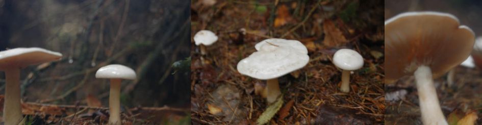 Zou dit de bostrechterzwam kunnen zijn?