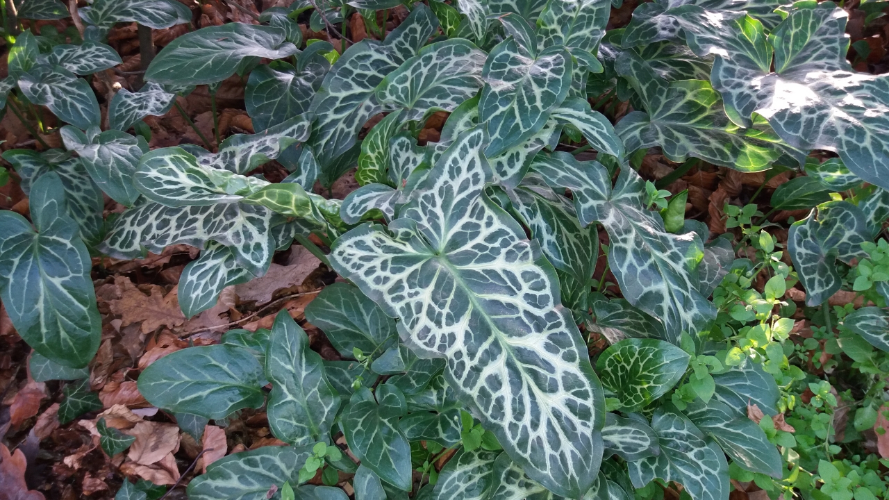 Hoe heet deze plant?