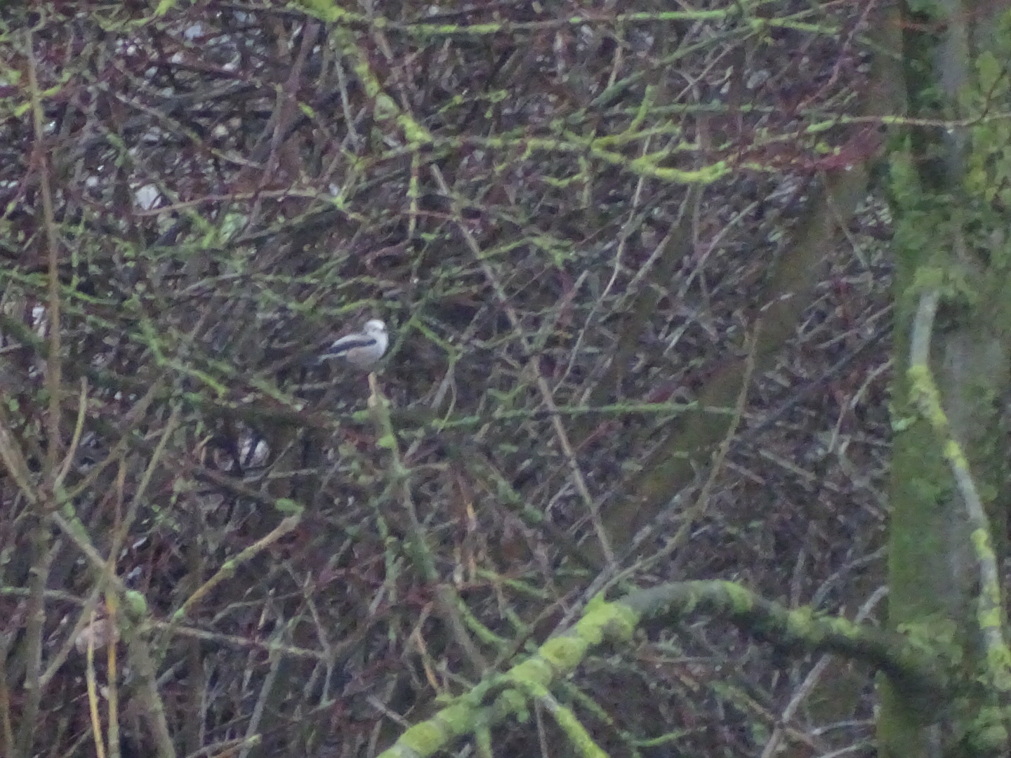 Staartmees of witkopstaartmees?