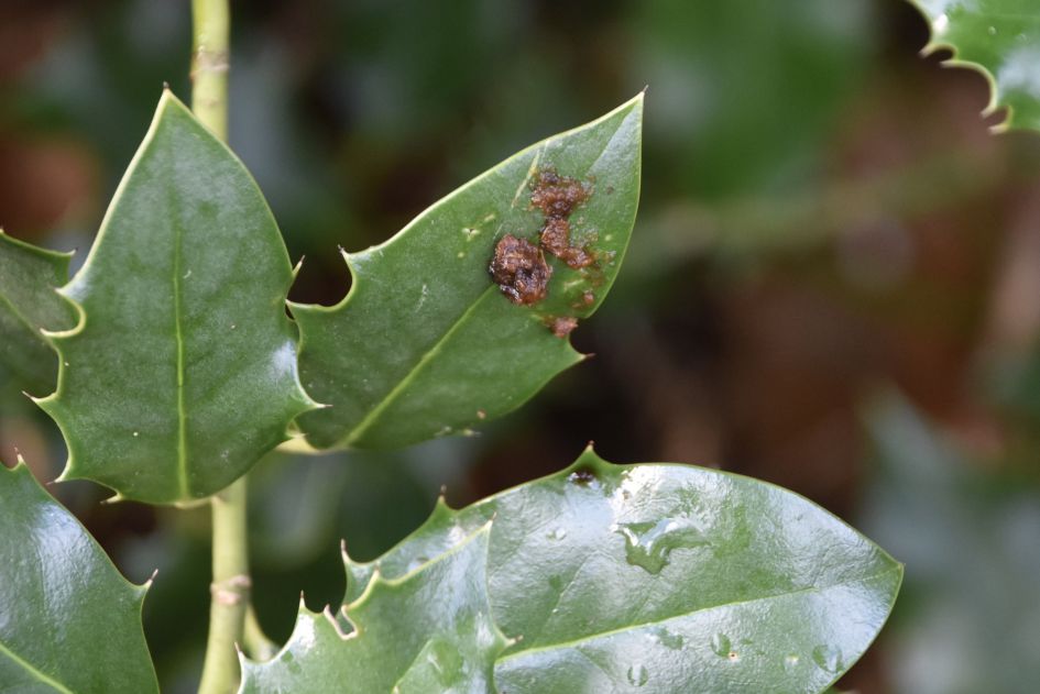 Wat mag dit wel zijn?
