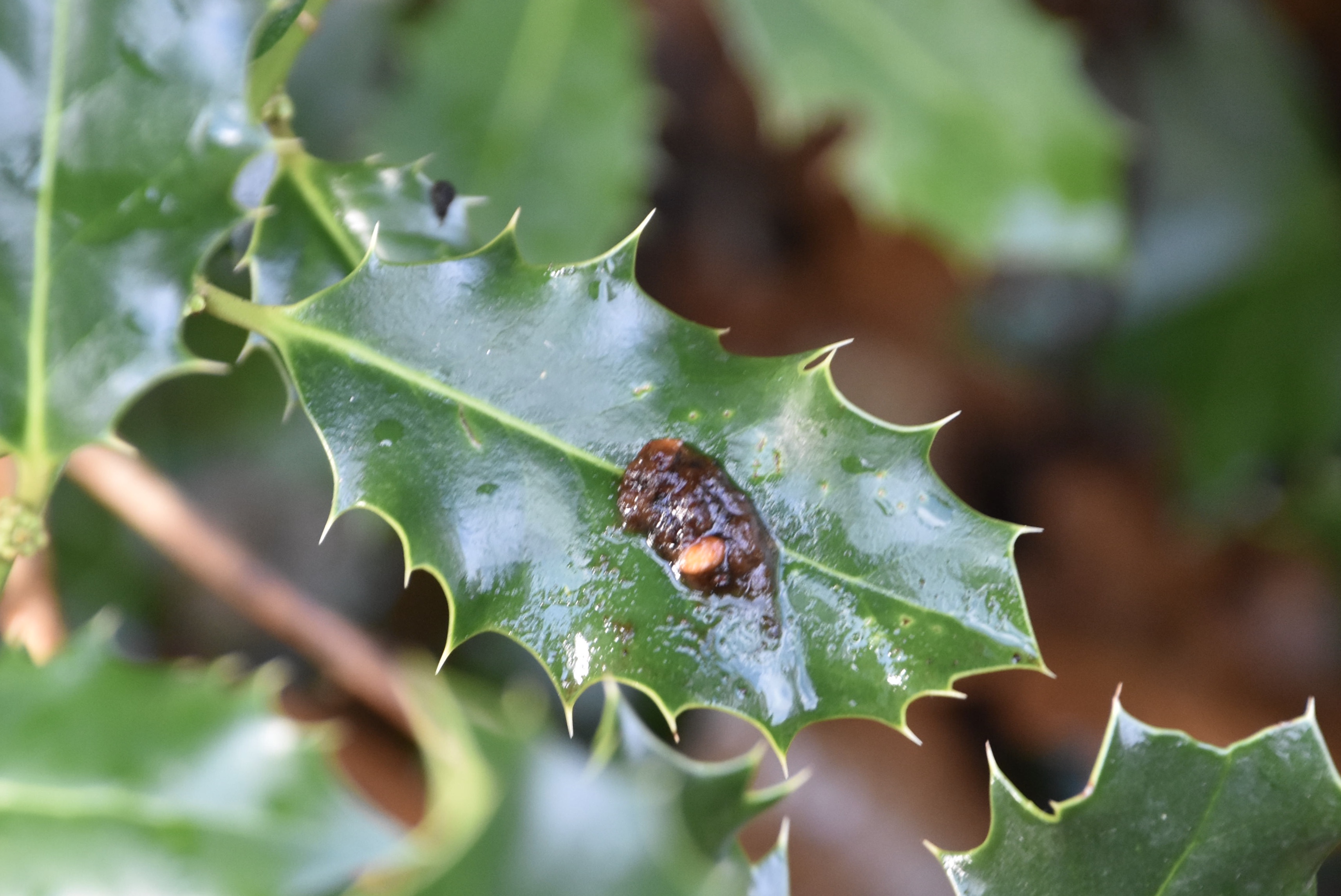Nog  iets dergelijks, geen idee.