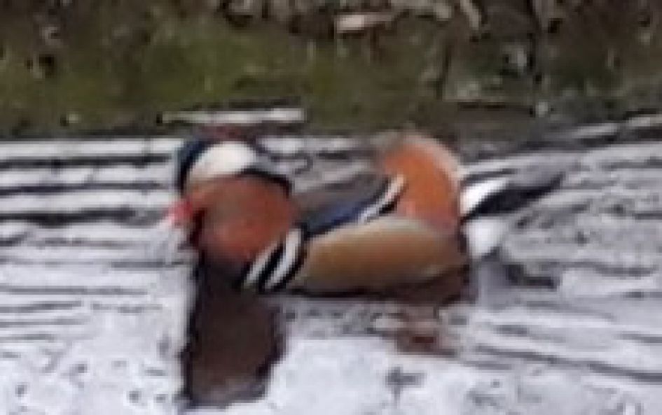 welke eend / fuut is dit?